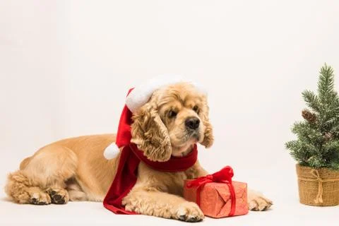American cocker spaniel on white background Stock Photos