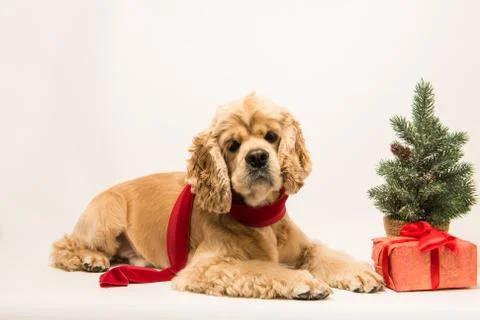 American cocker spaniel on white background Stock Photos