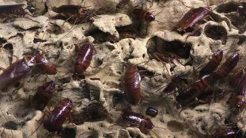 American cockroach closeup Stock Footage 73397326