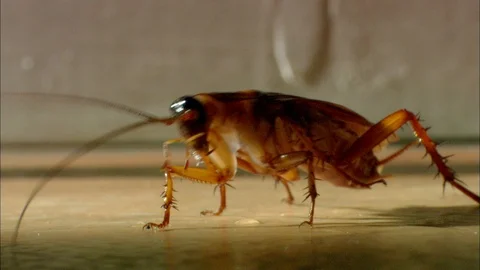American Cockroach crawling right to left Video stock 95600424
