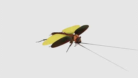 American Cockroach isolated on transparent background. Stock Footage 292789766