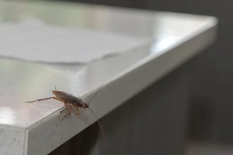 American Cockroach On A Kitchen Bench Stock Photos