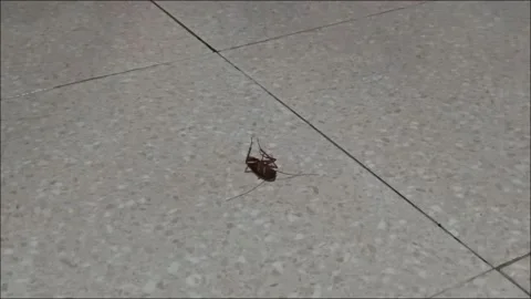 An American cockroach lying upside down on the tile floor Stock Footage 324549563