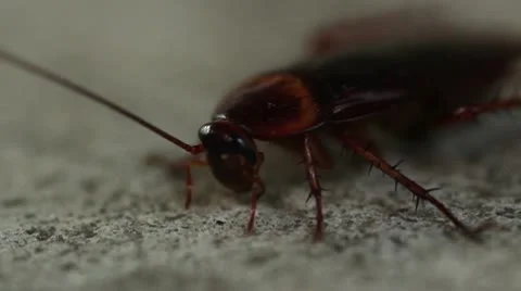 American Cockroach Macro 2 Video stock 10575638