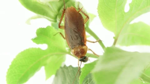 American cockroach (Periplaneta Americana) feeding on a passion fruit flower Stock Footage