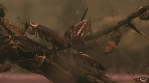 American cockroaches Stock Footage 10866302