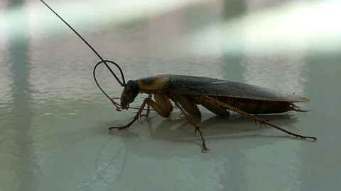 American cockroaches. Stock Footage 79126060