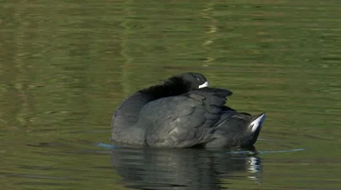 American Coot 1 Stock Footage 8510229