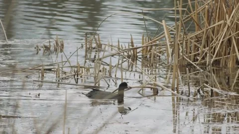American coot brings nesting material to mate at nest in reeds, 2k Stock Footage 153699139