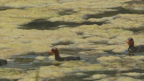 American coot chicks swim in algae of a pond, slomo, 4k Video stock 171252532