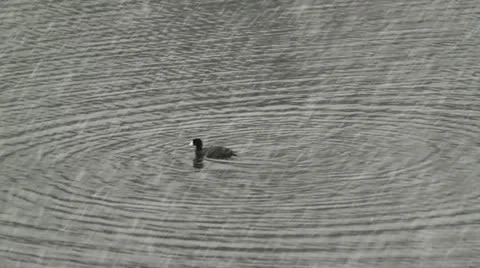 American Coot diving in snowstorm Video stock 11148326