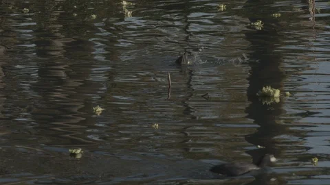American Coot - Duck bobs down under water for food to eat. Stock Footage 101423475