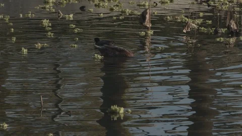 American Coot - Duck bobs down under water for food to eat. Stock Footage 101424288