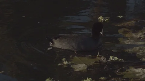 American Coot - Duck bobs down under water for food to eat. Stock Footage 101425905