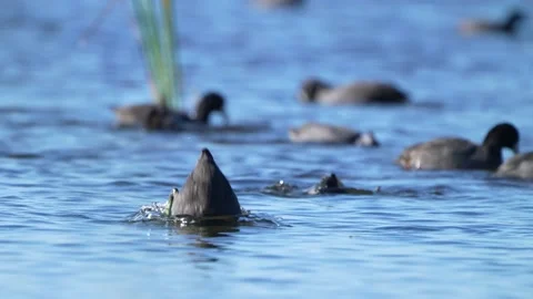 American Coot Feeding Видео 147295661