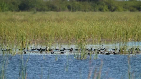 American Coot Flock Stock-Footage 147295569