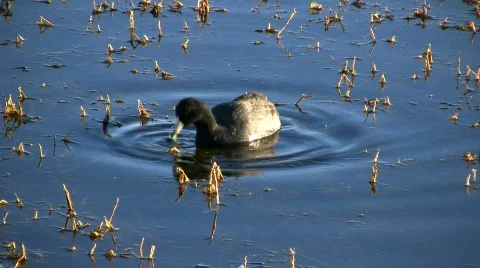 American Coot Stock Footage 74412