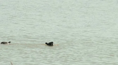 American Coot Stock Footage 11686929