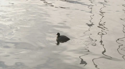 American coot Stock Footage 33787503