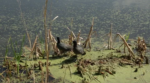 American coot Vídeo Stock 49314448