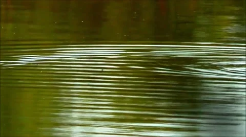 American Coot Stock Footage 61503138