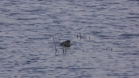 American Coot Stock Footage 155854013