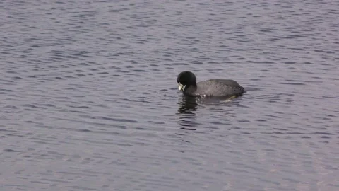 American Coot  Stock Footage 155857452