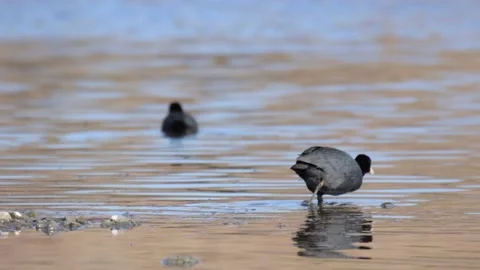 American coot Stock Footage 234248556