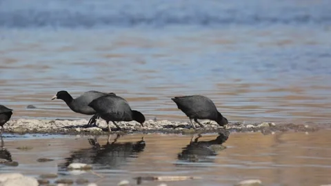 American coot Stock Footage 234248586