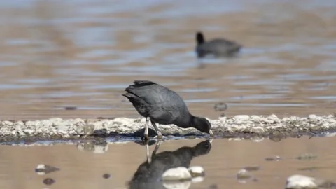 American Coot Stock Footage 234248642