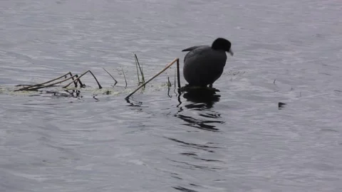 American Coot on the lake Stock Footage 155850179