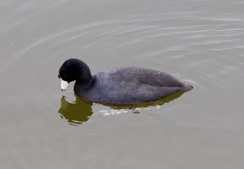 The American coot is looking for something Foto stock