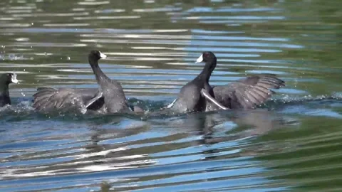 American Coot mating in water Stock Footage 310328430