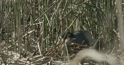 American coot on nest with chick in marsh reeds, 4k Stock Footage 153997833