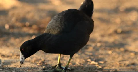 American Coot Pecking the Ground 2 Stock Footage 55245976