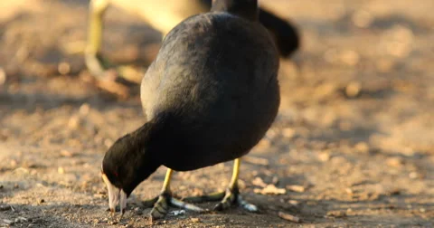 American Coot Pecking the Ground Stock Footage 55245165