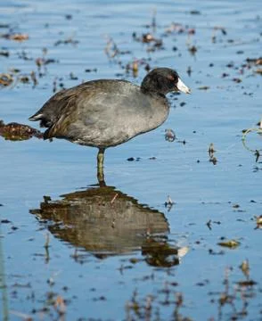American coot Stock Photos