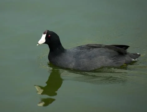 American Coot Stock Photos