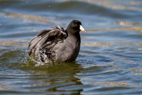 American Coot Stock Photos