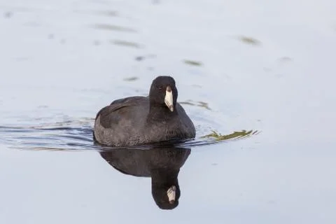 American Coot Stock Photos