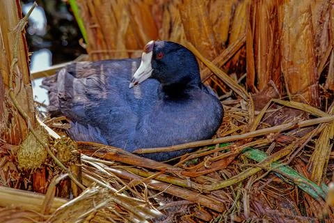 American coot Stock Photos