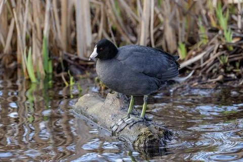 American coot Stock Photos
