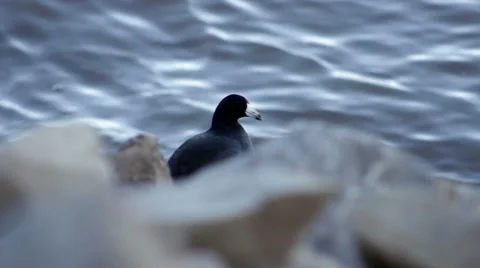 American Coot Rests By The River Stock Footage 42870334
