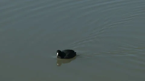 American coot swimming Stock Footage 45809111
