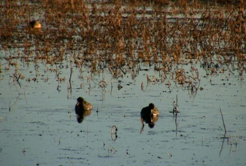 American Coots Stock Footage 72243