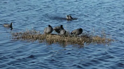 American Coots Standing on a patch of grass. 動画素材 10688604