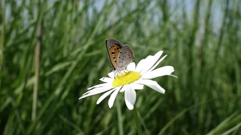American copper butterfly using its proboscis to get some nectar. Video stock 324763028