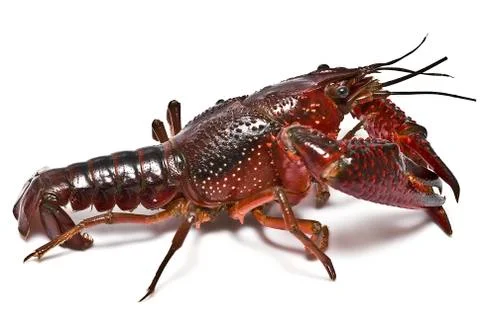 American crayfish. Stock Photos