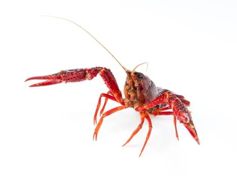 American crayfish on a white background Stock Photos