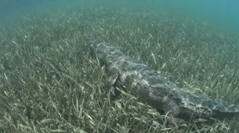 American Crocodile in Cuba 库存影片 7762109